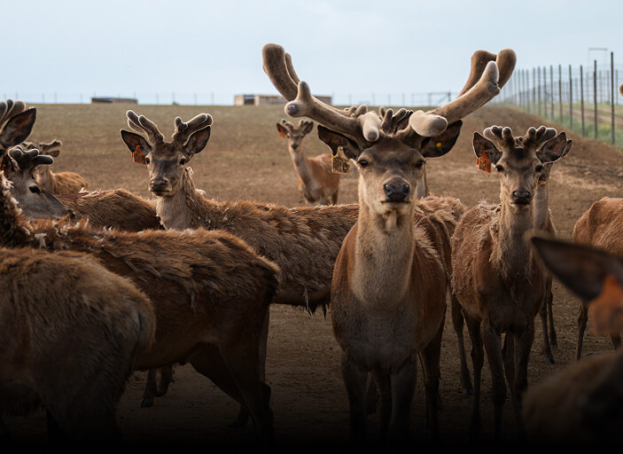 Рога и копыта